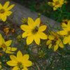 MOUCHE VERTE sur COREOPSIS.  les mouches sont les héros méconnus de la pollinisation  Photo prise dans le jardin le 11 juillet. REMI JAYAT